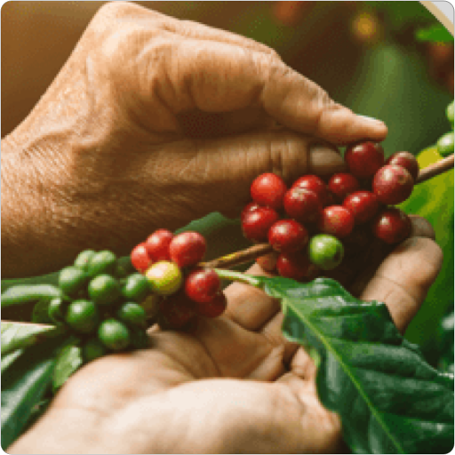 Kaffee-Lieferkette