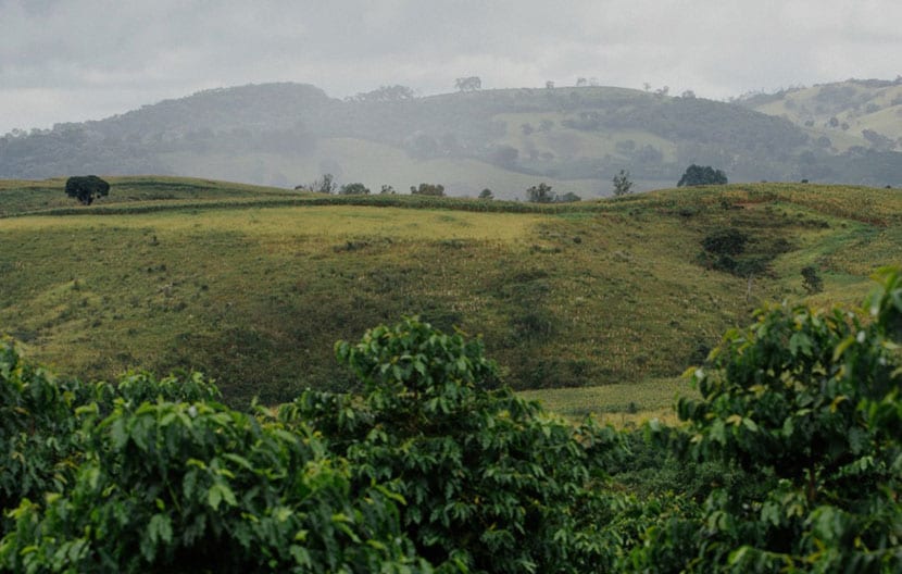 Kaffee und Nachhaltigkeit: Lavazzas Engagement für die Umwelt