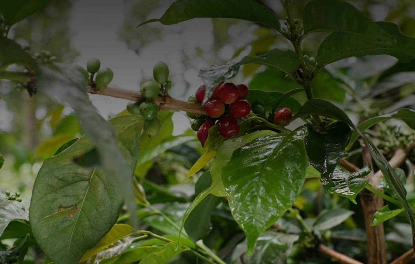 Kaffeeplantagen rund um die Welt: Jedes Land repräsentiert seinen eigenen Geschmack